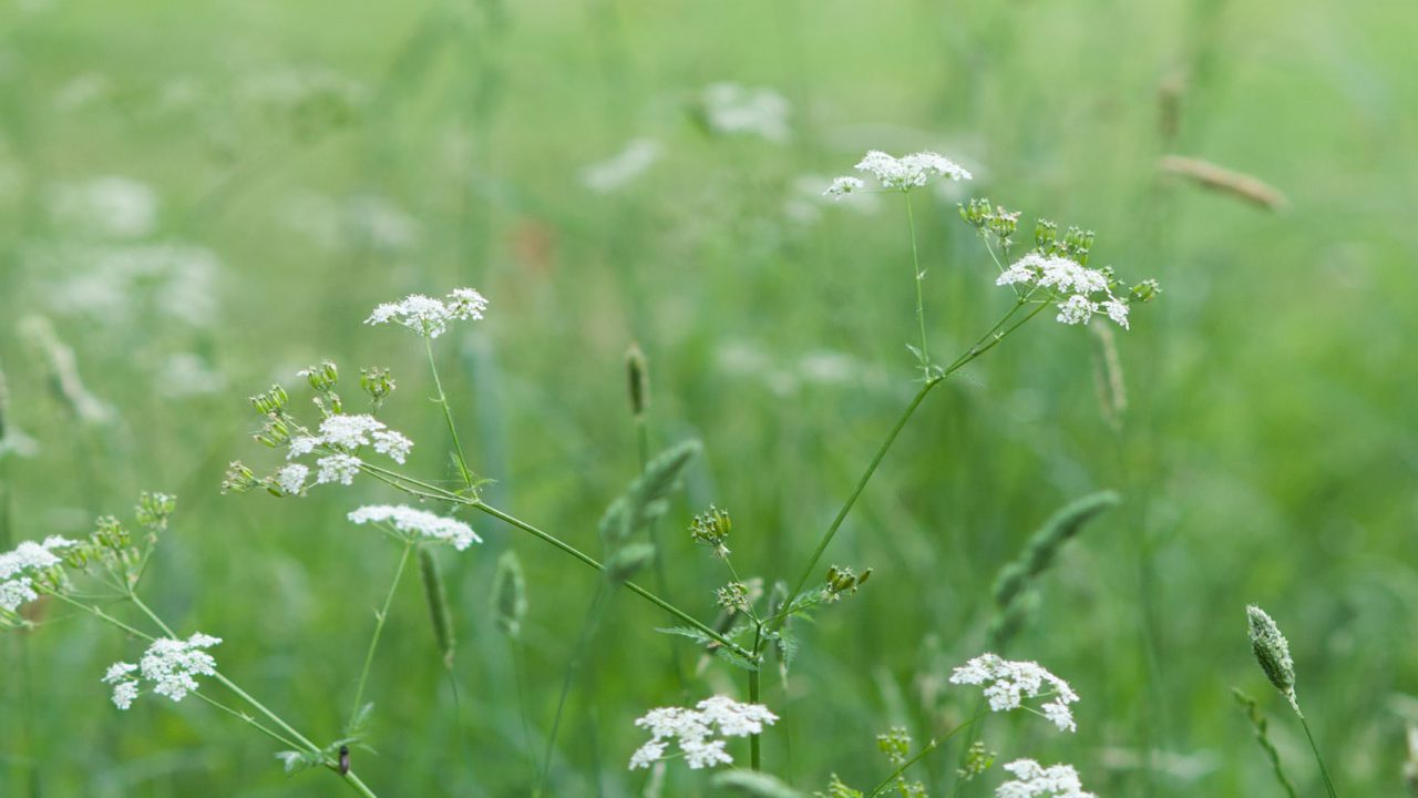 White Wild Flowers On The Green Field