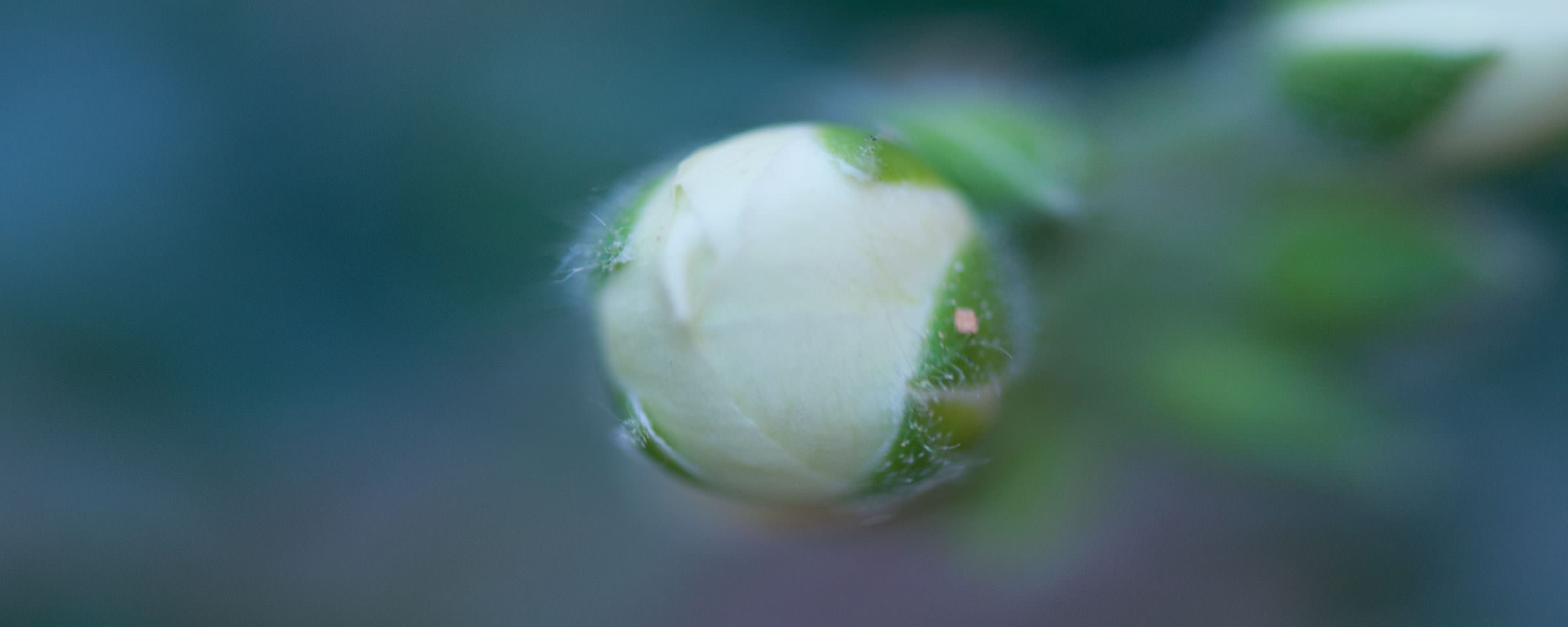 Rose Flower Bud Close Up